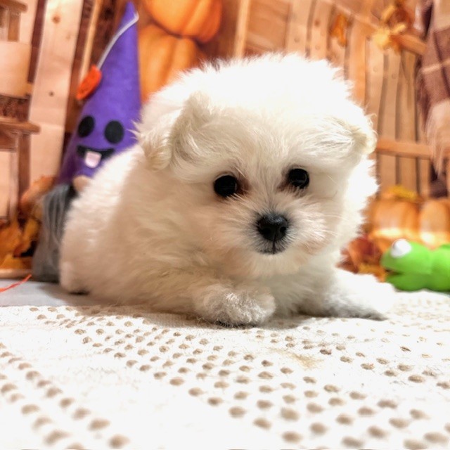 福岡県のポメプー(ポメラニアン×プードル) (犬の家&猫の里トリアス久山店/2025年8月26日生まれ/女の子/クリーム)の子犬の2枚目の画像