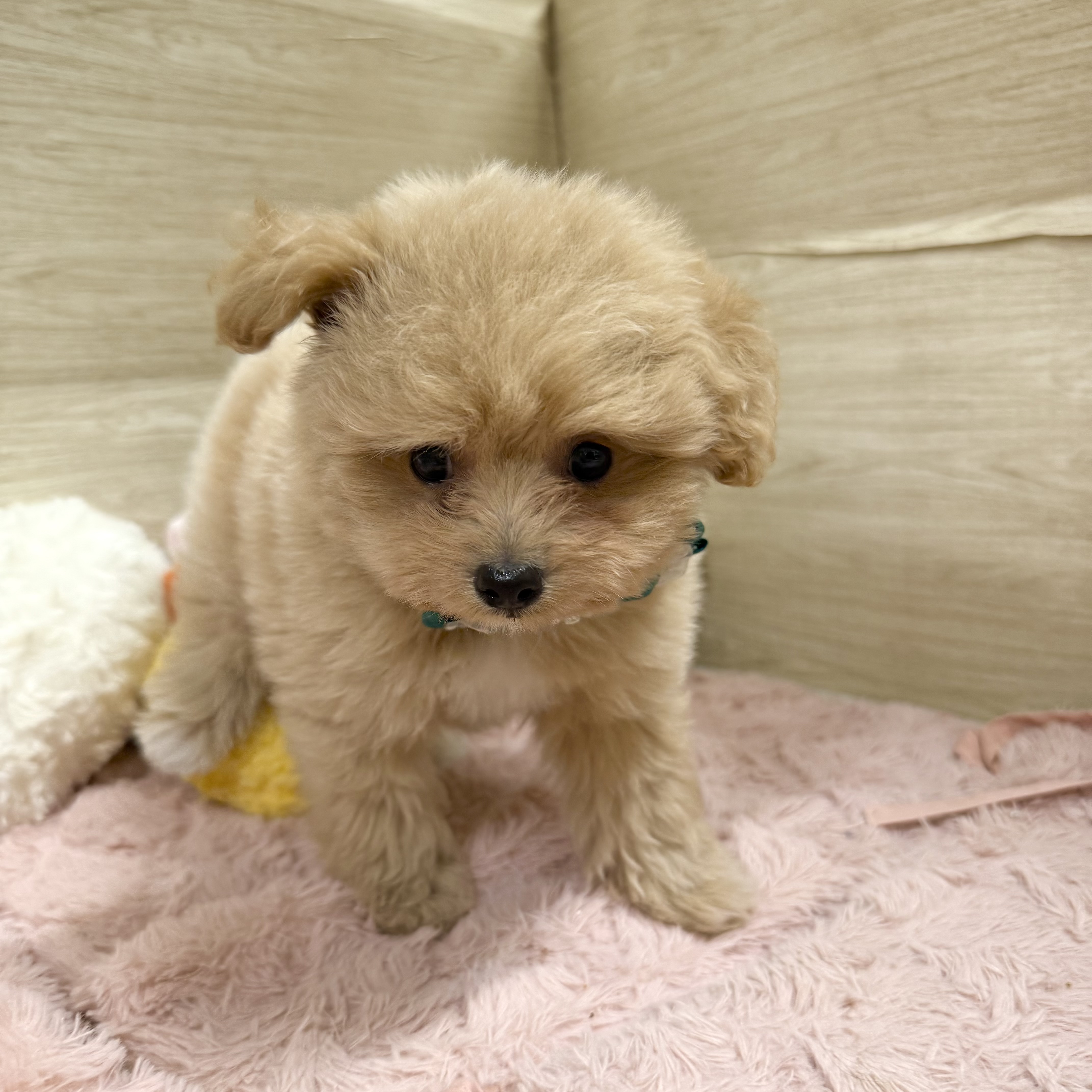 大阪府のポメプー(ポメラニアン×プードル) (犬の家＆猫の里そよら東岸和田店/2026年6月5日生まれ/男の子/クリーム)の子犬の2枚目の画像