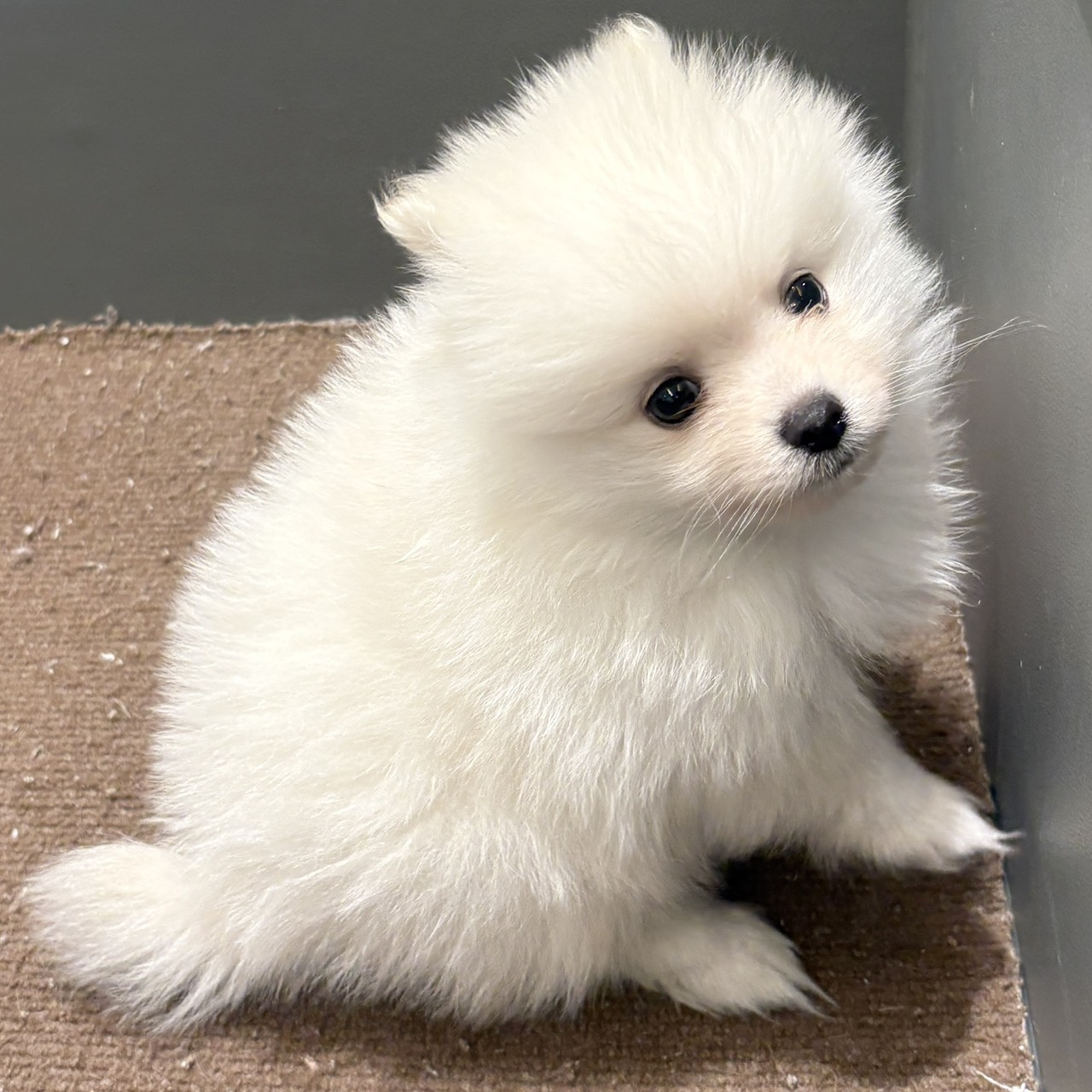愛知県のポメラニアン (犬の家＆猫の里春日井本店/2025年8月24日生まれ/男の子/ホワイト)の子犬の1枚目の画像