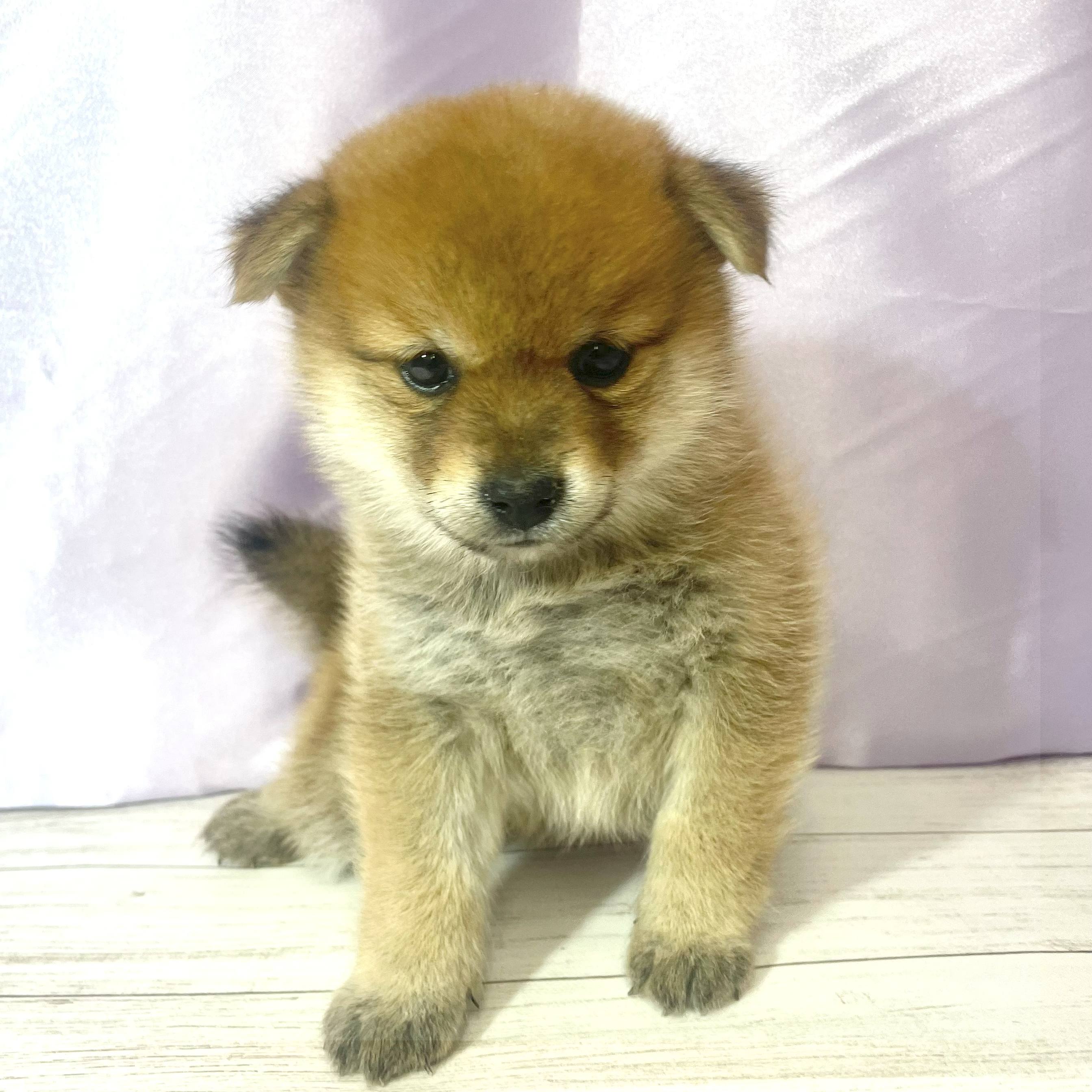 兵庫県のポメ柴/豆ポメ/ポメ豆柴(ポメラニアン×柴犬) (犬の家＆猫の里尼崎店/2025年8月10日生まれ/女の子/オレンジ)の子犬の1枚目の画像