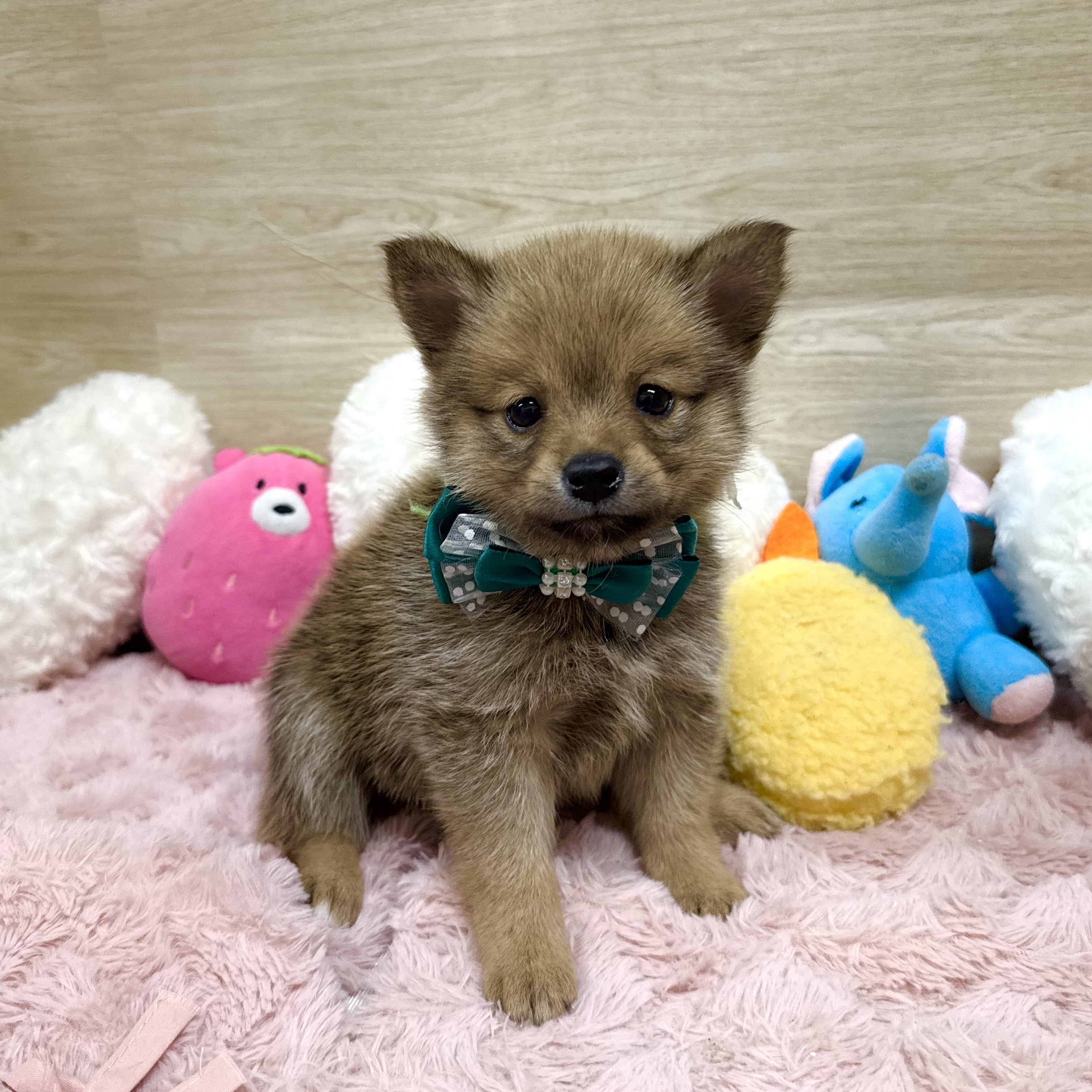 大阪府のポメ柴/豆ポメ/ポメ豆柴(ポメラニアン×柴犬) (犬の家＆猫の里そよら東岸和田店/2026年6月7日生まれ/女の子/赤)の子犬の1枚目の画像