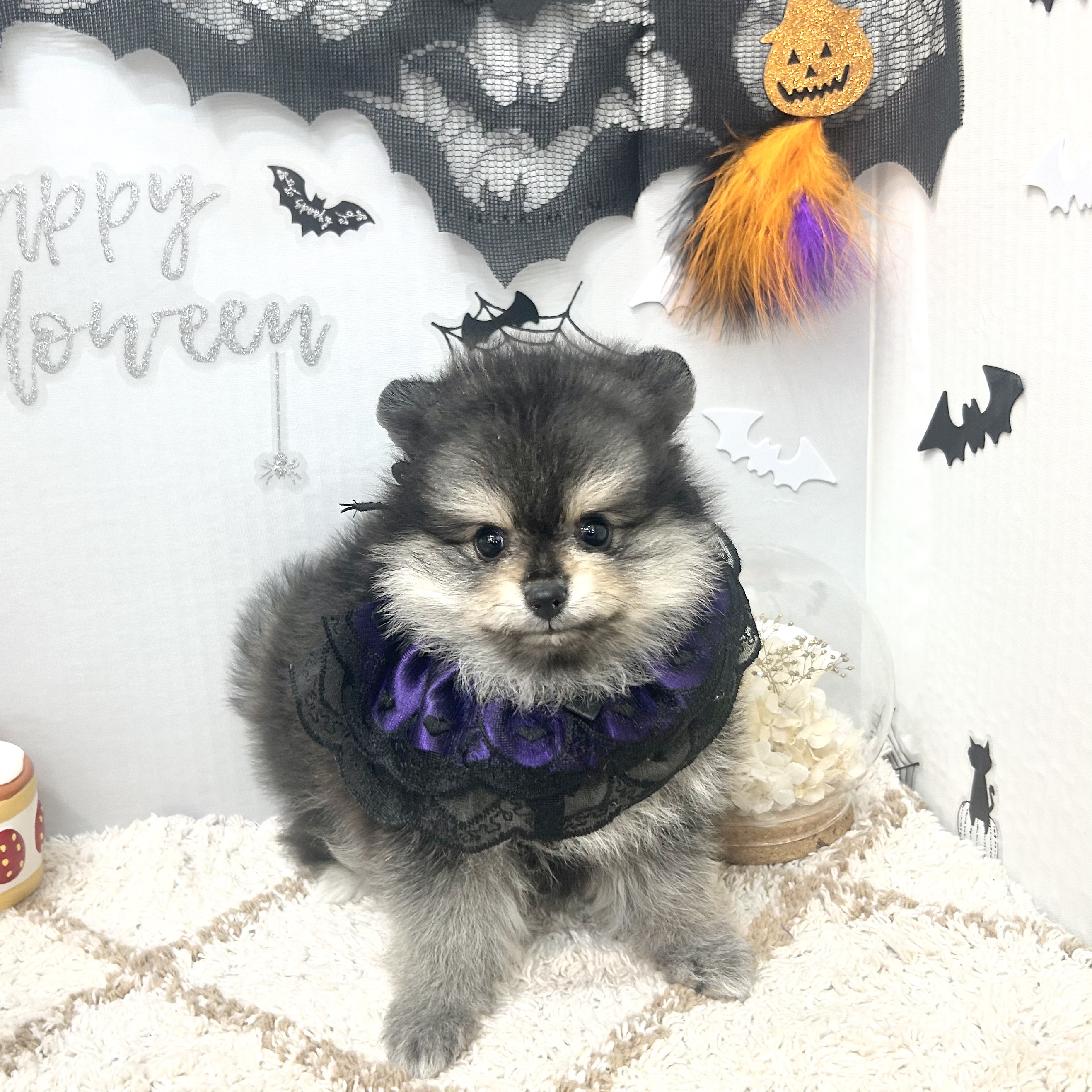 静岡県のポメラニアン (犬の家＆猫の里プレ葉ウォーク浜北店/2026年8月20日生まれ/女の子/ブラックタン)の子犬の1枚目の画像