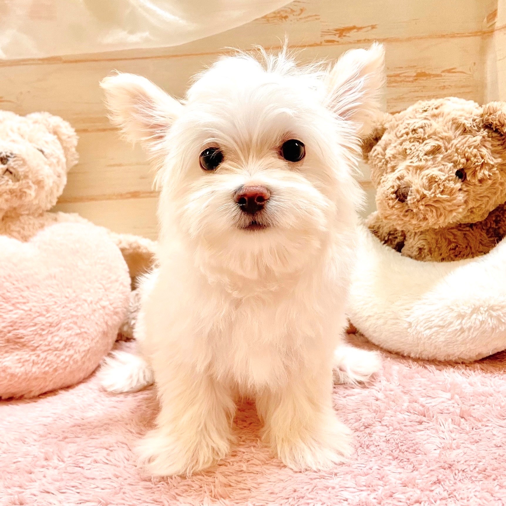 兵庫県のチワマル/マルチワ(チワワ×マルチーズ) (犬の家＆猫の里神戸店/2025年9月11日生まれ/男の子/クリーム)の子犬の2枚目の画像