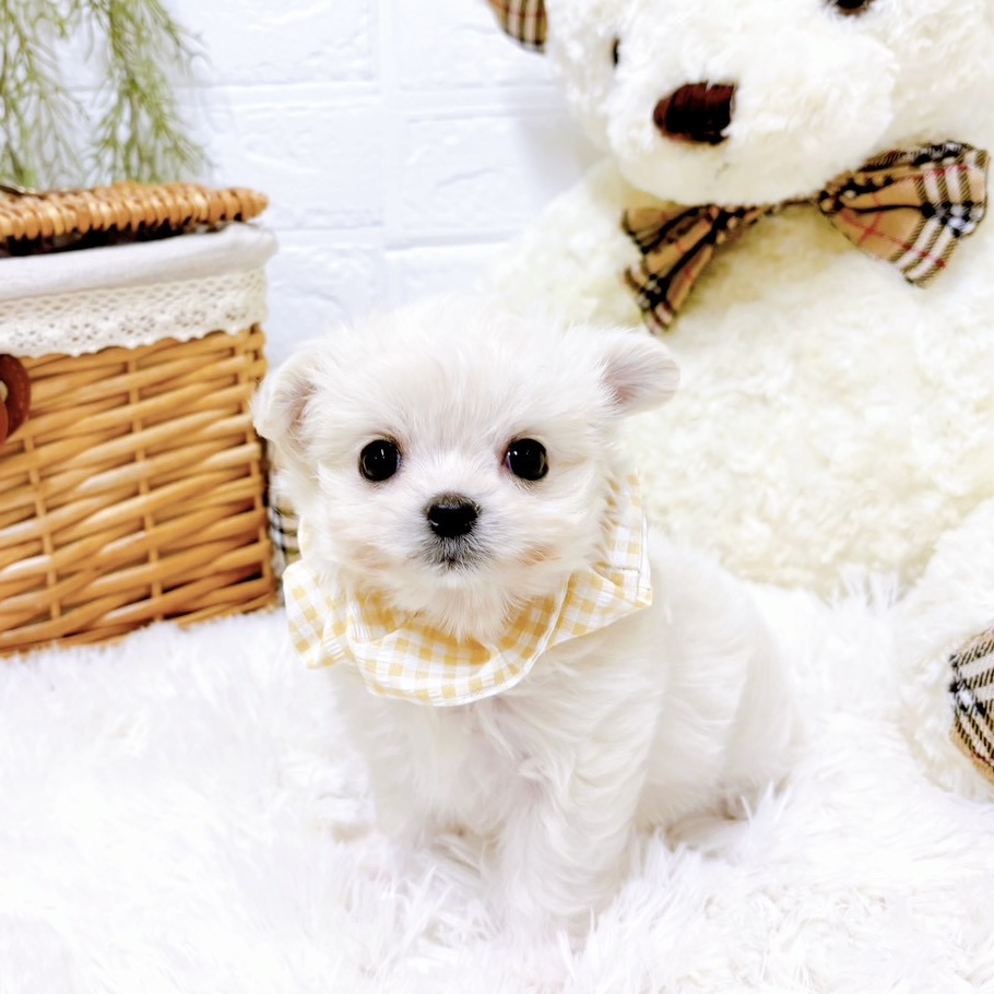 ハーフ犬女の子の写真