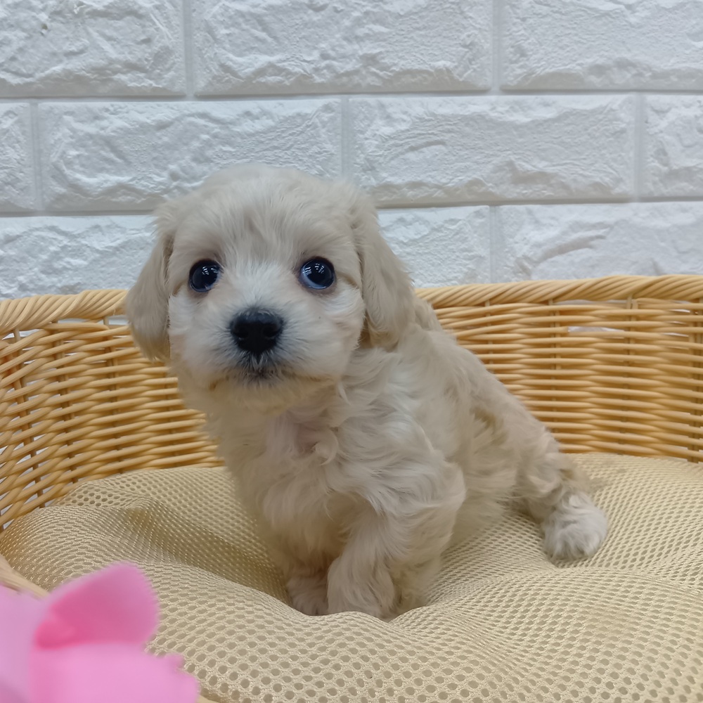 愛知県のマルックス(マルチーズ×ダックス) (犬の家＆猫の里MEGAドン・キホーテ東海名和店/2026年1月9日生まれ/女の子/クリーム)の子犬の2枚目の画像