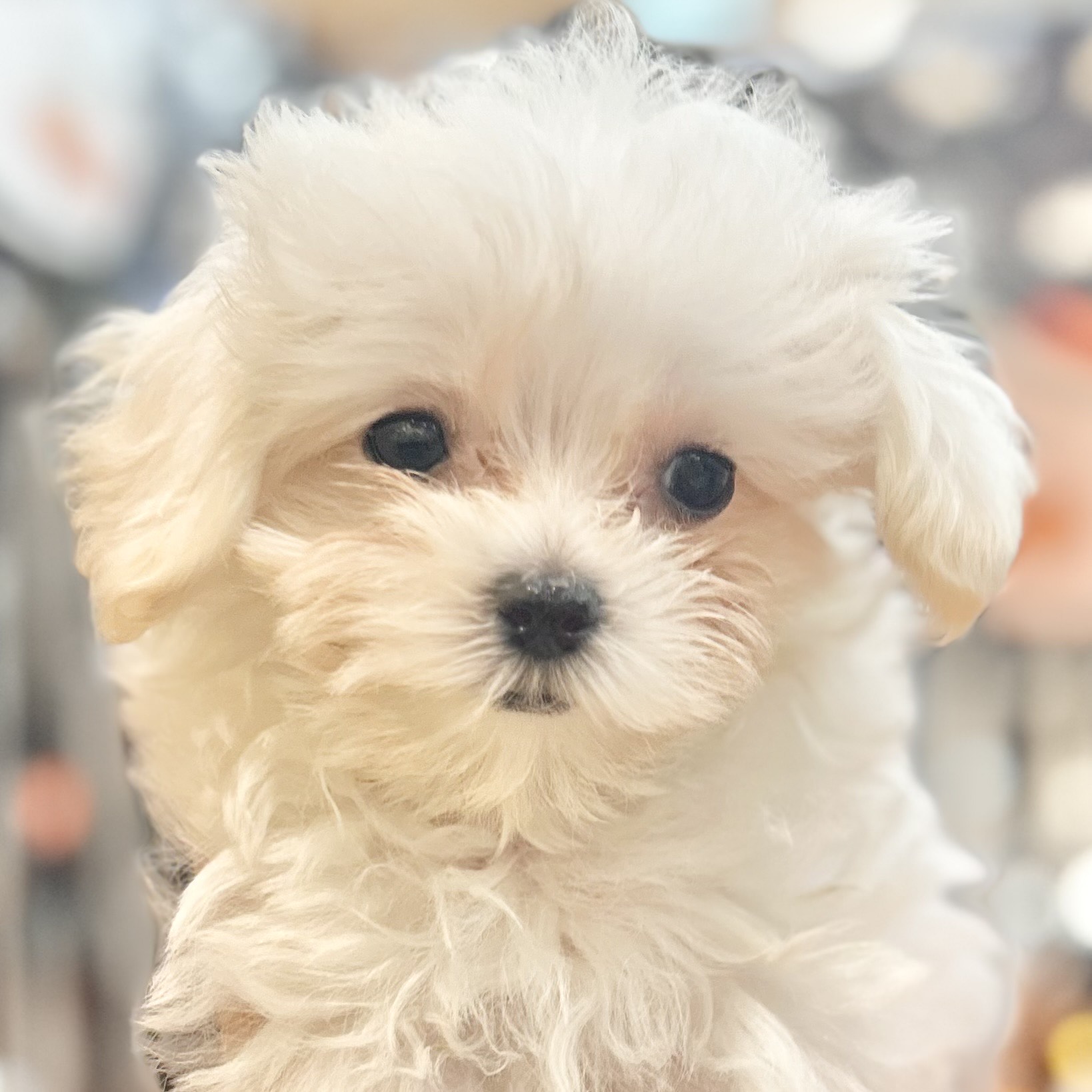 岡山県のマルプー(マルチーズ×プードル) (犬の家＆猫の里倉敷店/2025年8月1日生まれ/男の子/クリーム)の子犬の1枚目の画像