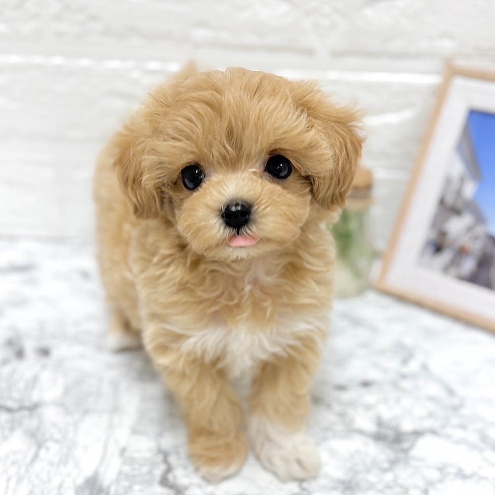 ハーフ犬女の子の写真