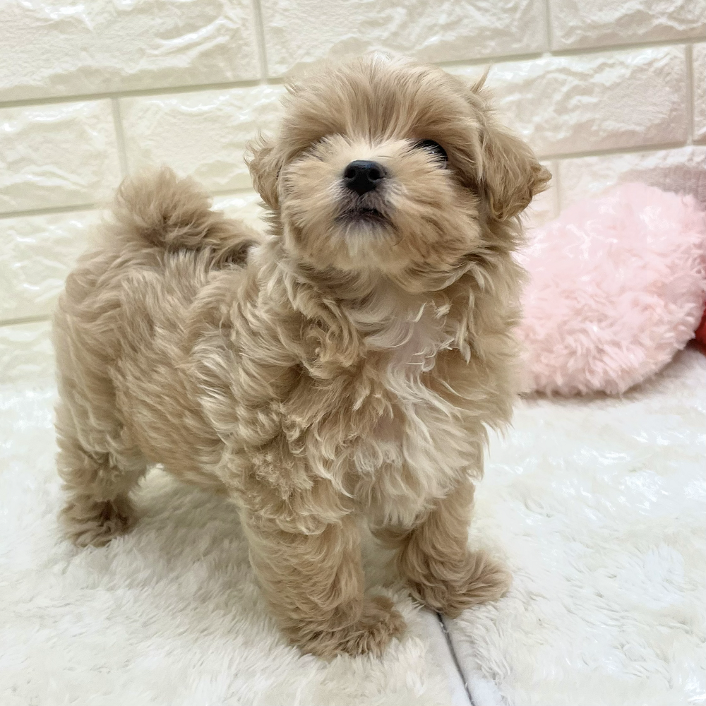 愛知県のマルプー(マルチーズ×プードル) (犬の家＆猫の里アミーゴ神の倉店/2026年8月19日生まれ/女の子/アプリコット)の子犬の2枚目の画像