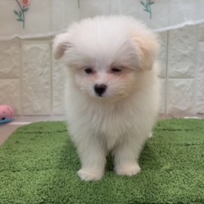 岡山県のポメマル/マルポメ(ポメラニアン×マルチーズ) (犬の家＆猫の里倉敷店/2026年7月19日生まれ/男の子/ホワイトクリーム)の子犬の2枚目の画像