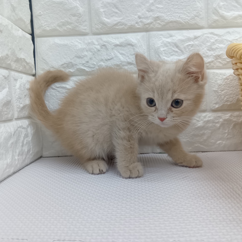 愛知県のマンチカン (犬の家＆猫の里MEGAドン・キホーテ東海名和店/2026年1月18日生まれ/男の子/クリームタビーホワイト)の子猫の2枚目の画像