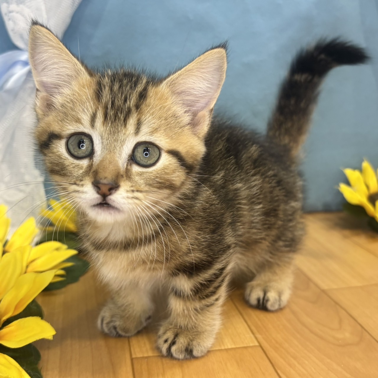 長野県のマンチカン (犬の家＆猫の里カインズ梓川店/2026年4月24日生まれ/男の子/ブラウンタビー)の子猫の2枚目の画像