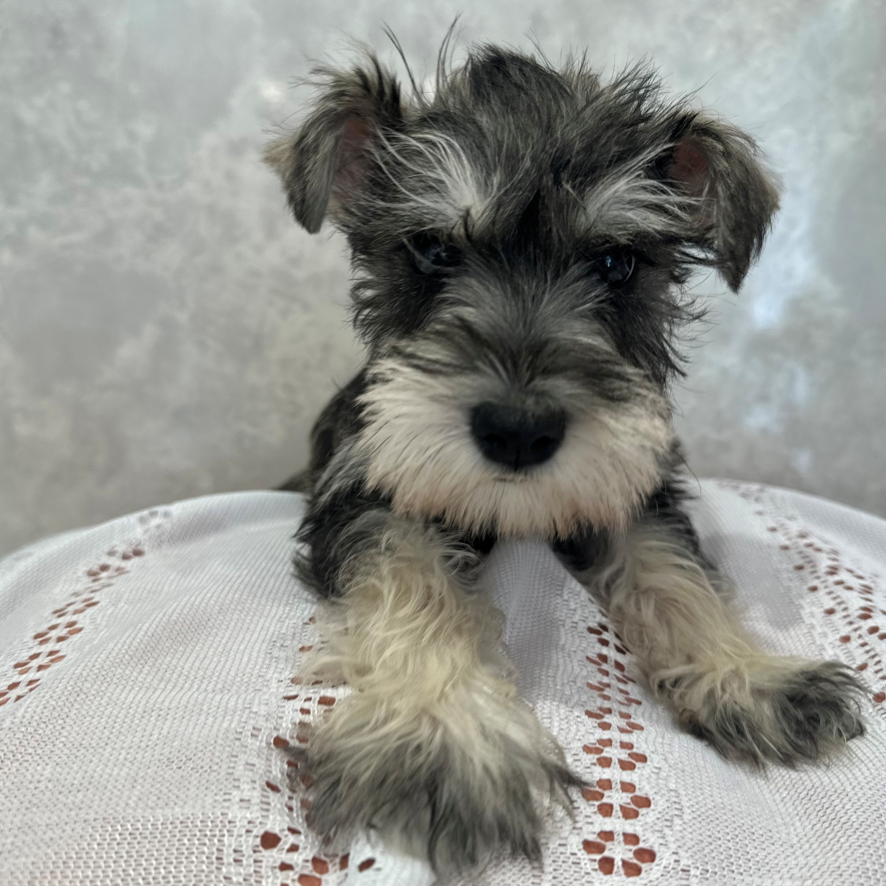 福岡県のミニチュアシュナウザー (犬の家＆猫の里くりえいと宗像店/2025年11月29日生まれ/女の子/ソルトペッパー)の子犬の2枚目の画像