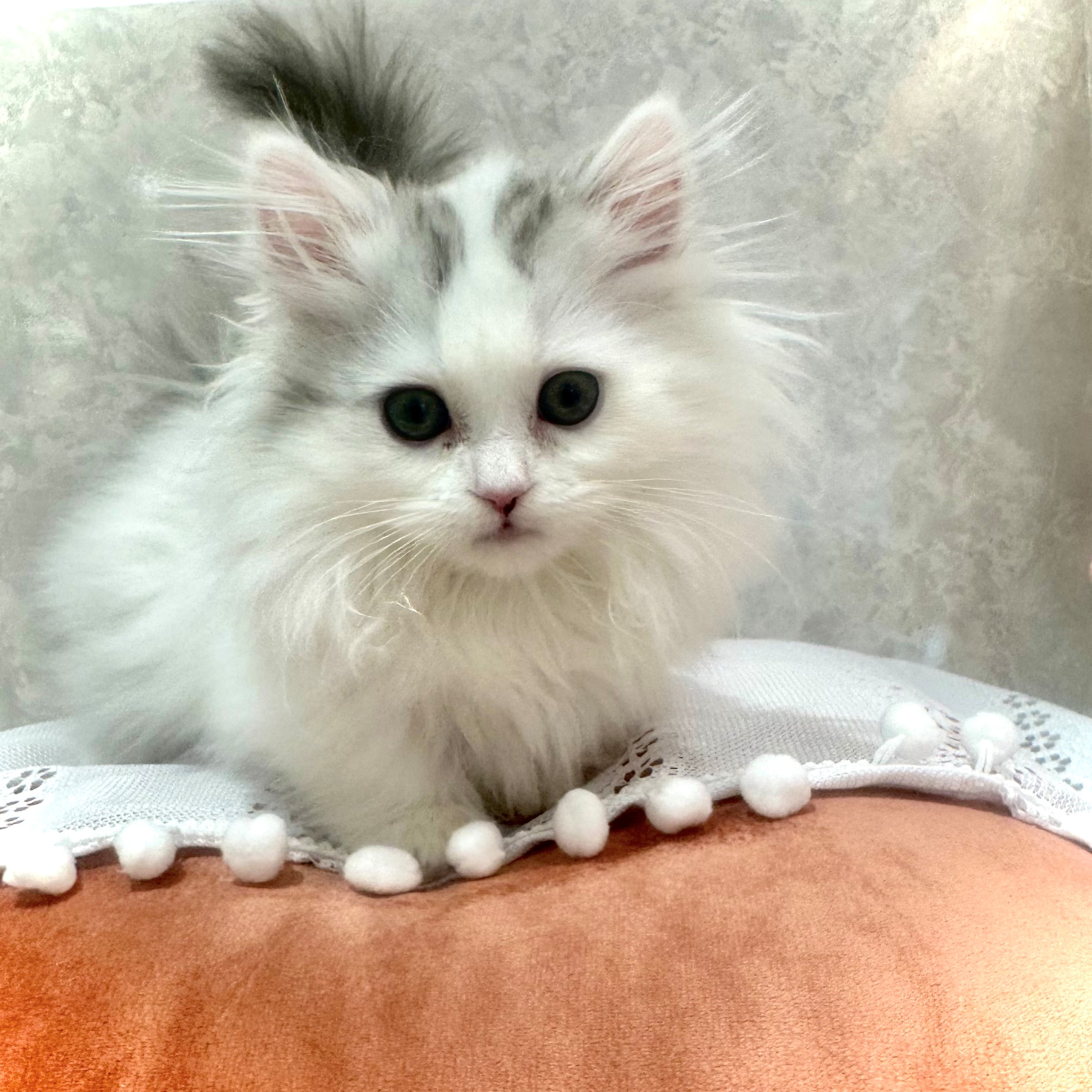 福岡県のミヌエット (犬の家＆猫の里くりえいと宗像店/2025年11月11日生まれ/女の子/シルバータビーホワイト)の子猫の2枚目の画像
