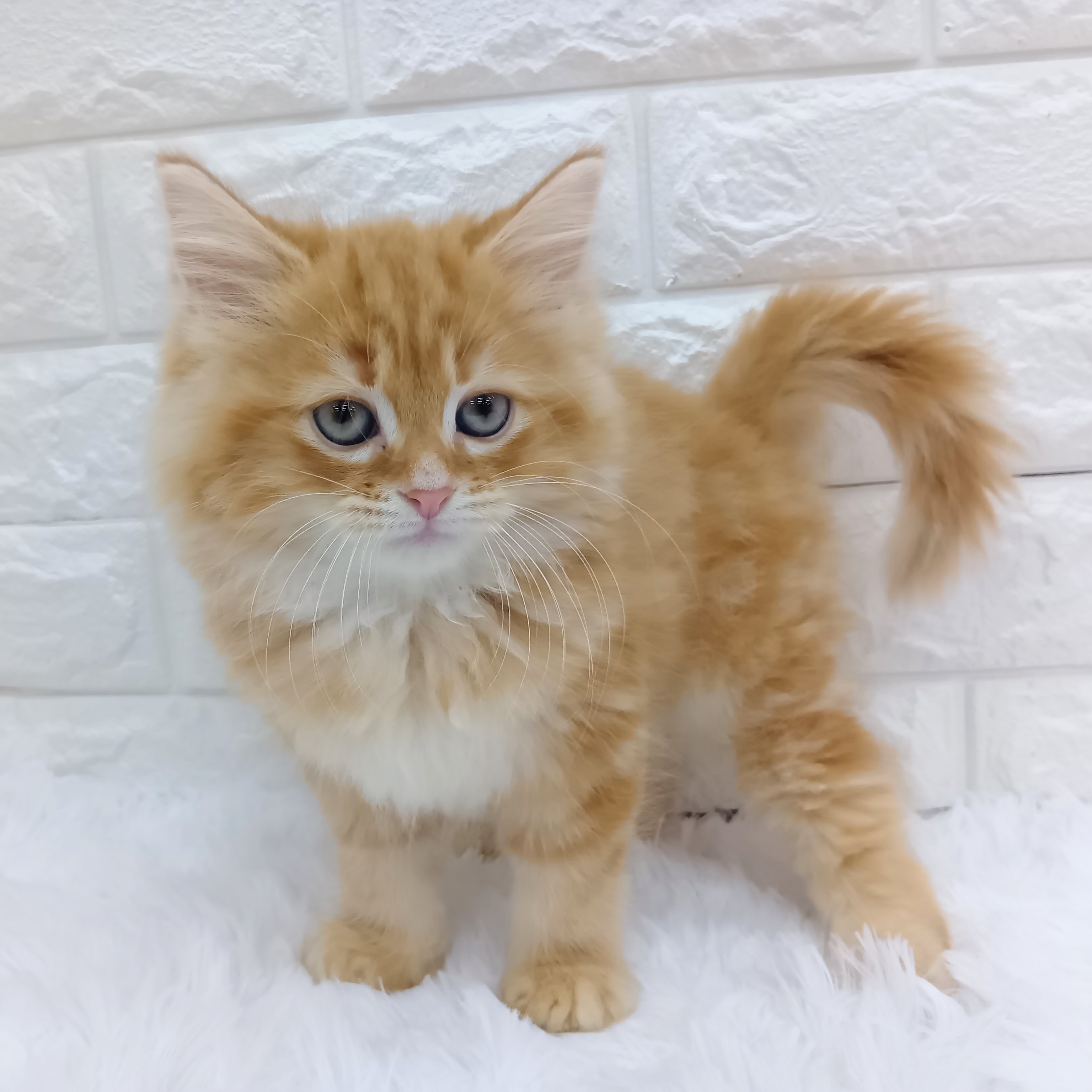 愛知県のミヌエット (犬の家＆猫の里MEGAドン・キホーテ東海名和店/2026年8月24日生まれ/男の子/レッドタビー)の子猫の2枚目の画像