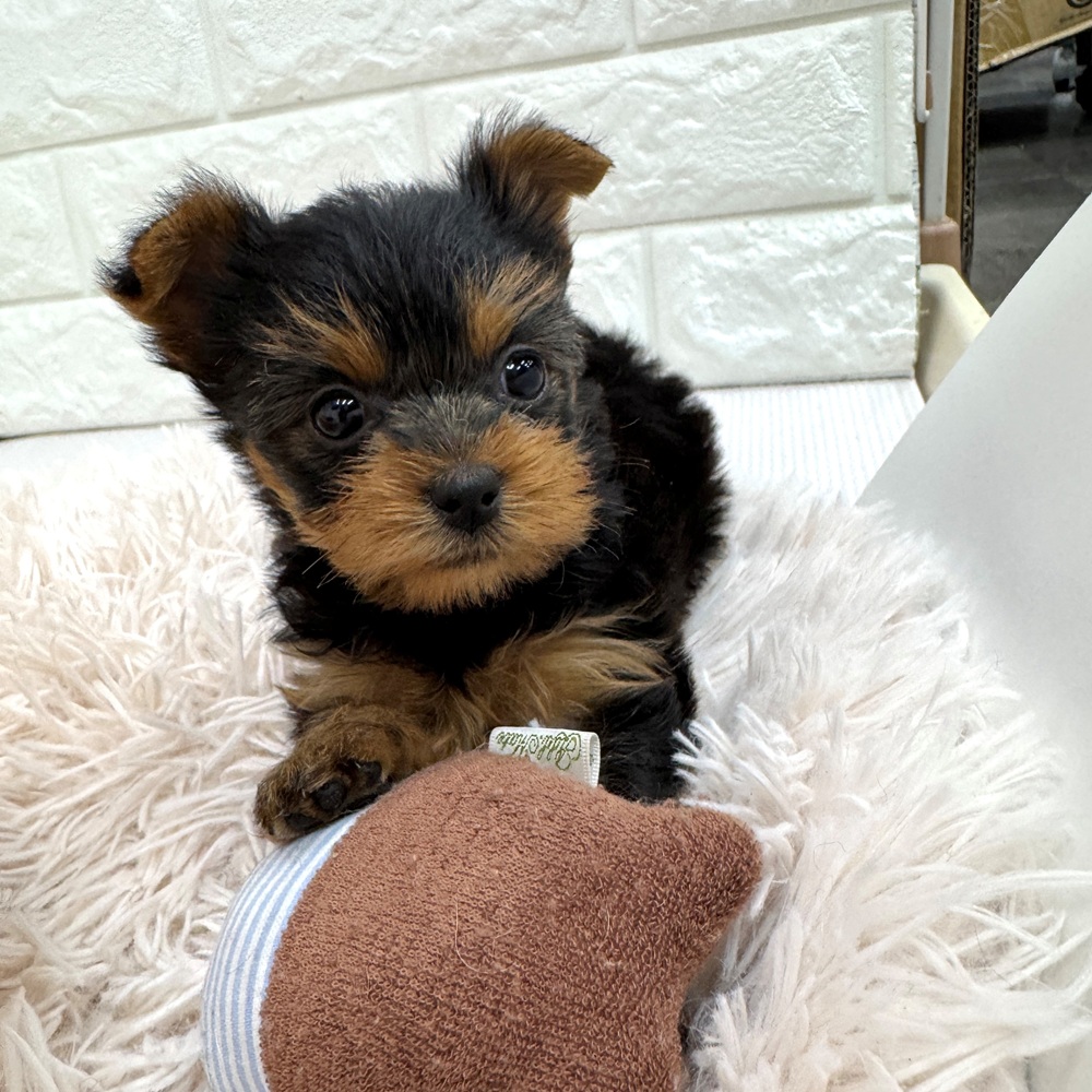 愛知県のヨークシャーテリア (犬の家＆猫の里MEGAドン・キホーテ東海名和店/2026年2月8日生まれ/女の子/スチールブルータン)の子犬の2枚目の画像