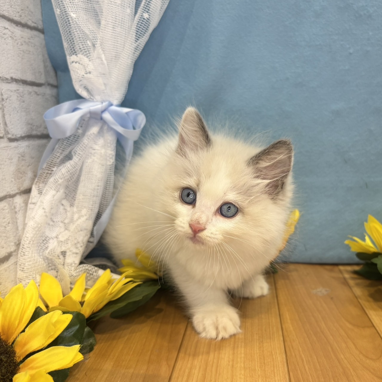 長野県のラグドール (犬の家＆猫の里カインズ梓川店/2026年4月24日生まれ/男の子/ブルーポイントバイカラー)の子猫の1枚目の画像