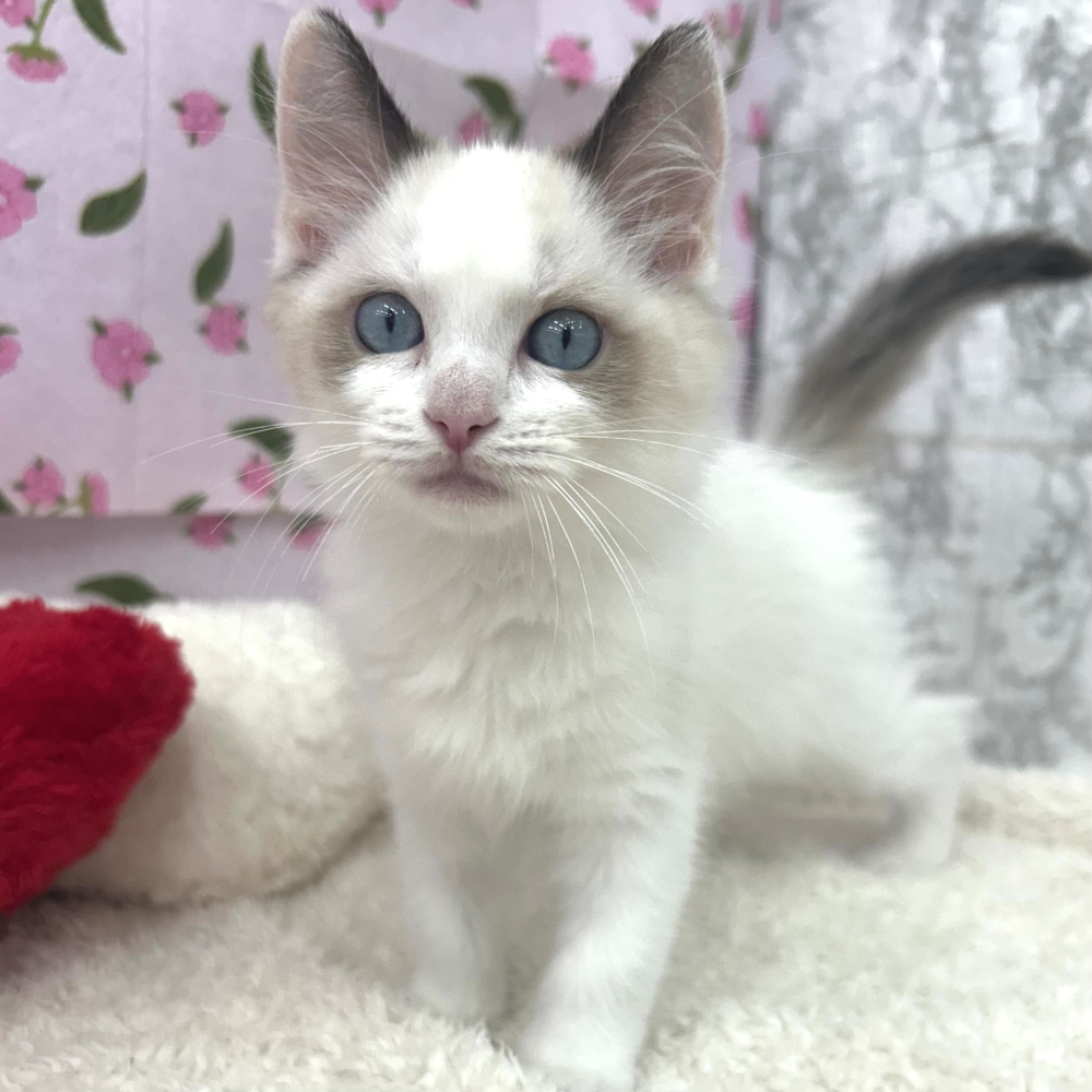 愛知県のラグドール (犬の家＆猫の里エアポートウォーク店/2026年5月8日生まれ/女の子/シールポイントバイカラー)の子猫の1枚目の画像