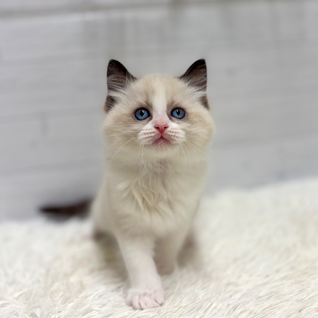 愛知県のラグドール (犬の家＆猫の里豊田店/2026年1月14日生まれ/男の子/シールポイントバイカラー)の子猫の2枚目の画像