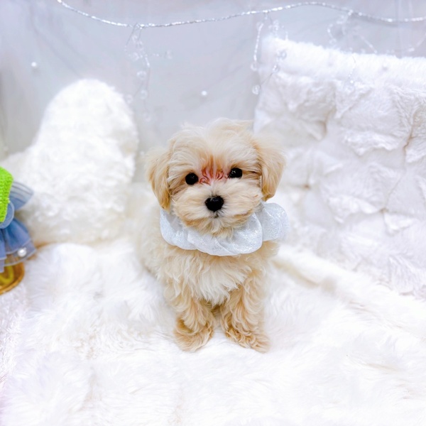 福井県のマルプー(マルチーズ×プードル) (犬の家＆猫の里福井店/2025年10月20日生まれ/男の子/クリームホワイト)の子犬の2枚目の画像