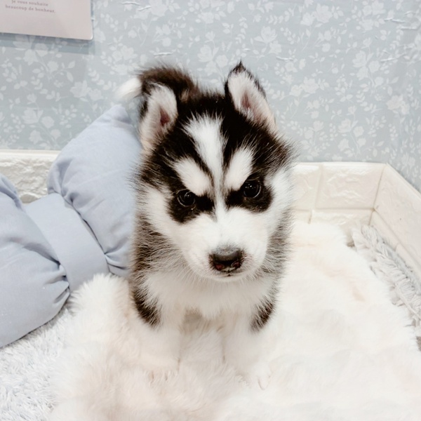 福井県のシベリアンハスキー (犬の家＆猫の里福井店/2025年12月5日生まれ/男の子/ブラックホワイト)の子犬の2枚目の画像