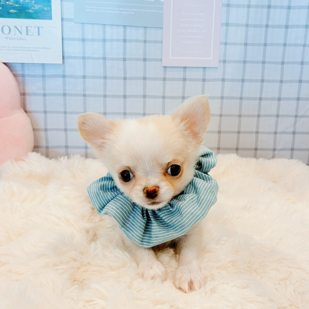 福井県のチワワ(ロング) (犬の家＆猫の里福井店/2026年3月16日生まれ/男の子/クリームホワイト)の子犬の2枚目の画像