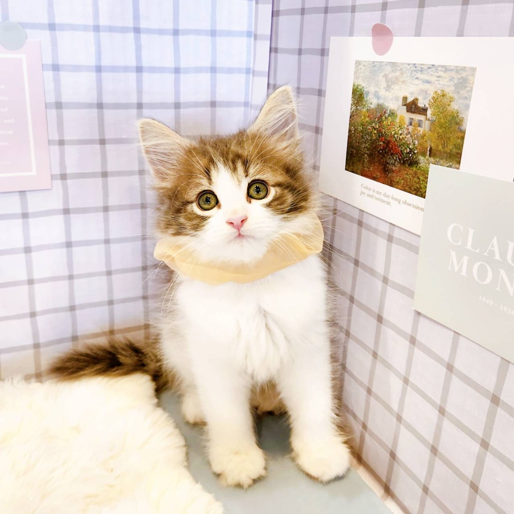 福井県のノルウェージャンフォレストキャット (犬の家＆猫の里福井店/2026年3月19日生まれ/女の子/ブルータビーホワイト)の子猫の2枚目の画像