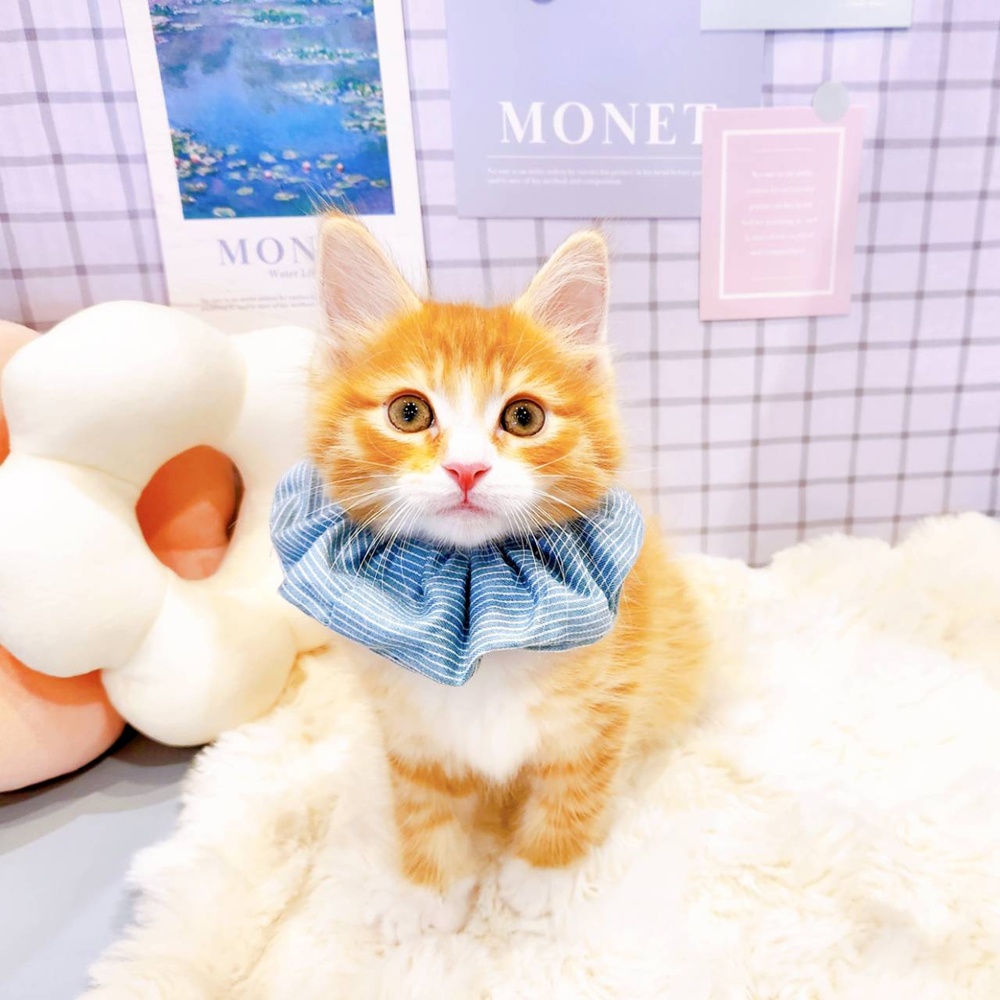 福井県のメインクーン (犬の家＆猫の里福井店/2026年3月24日生まれ/男の子/レッドタビーホワイト)の子猫の2枚目の画像