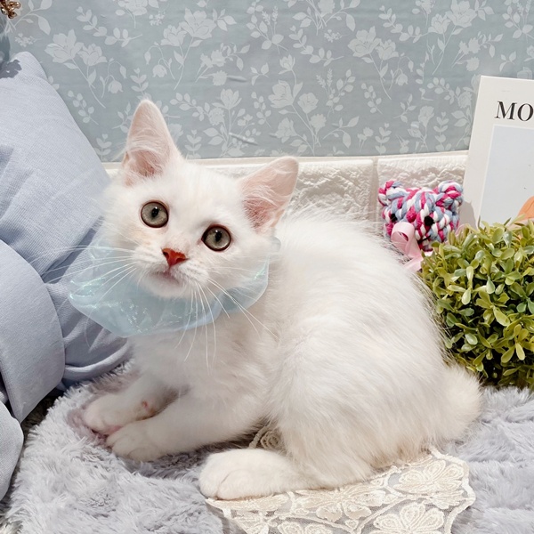 福井県のミヌエット (犬の家＆猫の里福井店/2025年5月10日生まれ/男の子/シルバー)の子猫の1枚目の画像