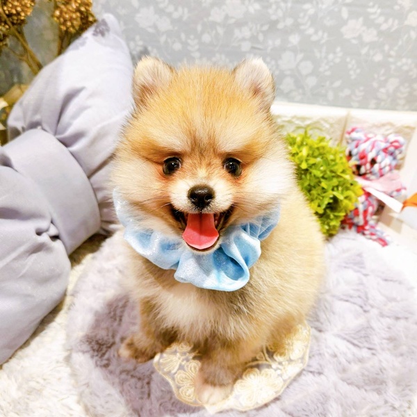 福井県のポメラニアン (犬の家＆猫の里福井店/2025年5月24日生まれ/男の子/オレンジセーブル)の子犬の1枚目の画像