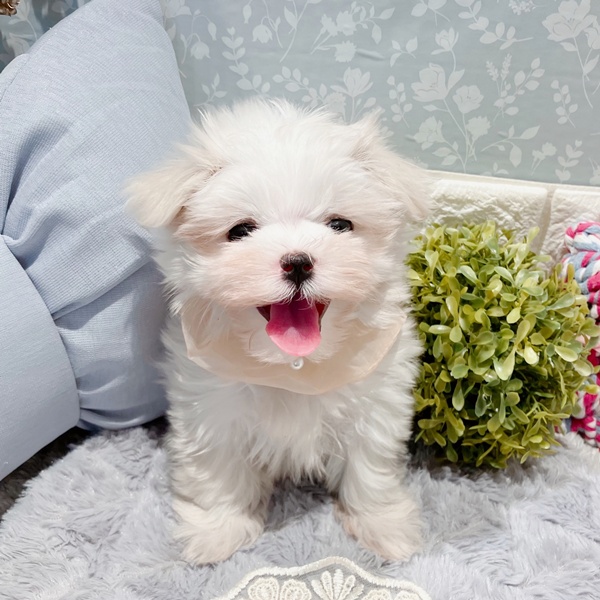 福井県のマルチーズ (犬の家＆猫の里福井店/2025年5月24日生まれ/女の子/ホワイト)の子犬の2枚目の画像