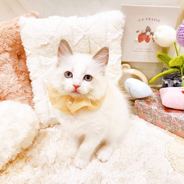 福井県のラグドール (犬の家＆猫の里福井店/2025年6月8日生まれ/女の子/ブルーポイントバイカラー)の子猫の1枚目の画像