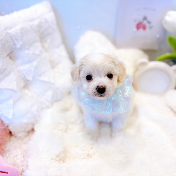 福井県のハーフ犬・ミックス犬 (犬の家＆猫の里福井店/2025年6月14日生まれ/男の子/クリーム)の子犬の1枚目の画像