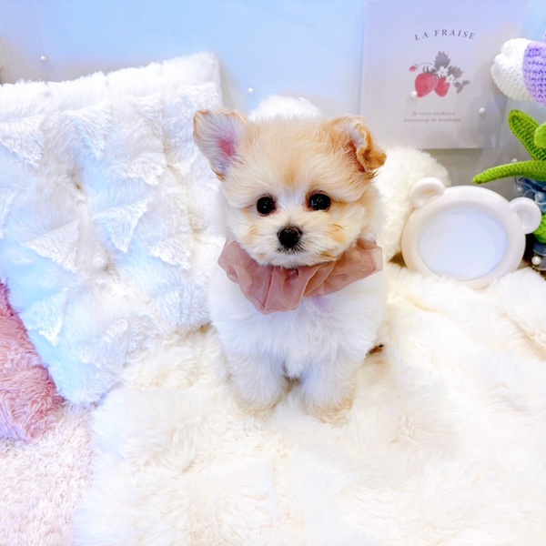 福井県のポメプー(ポメラニアン×プードル) (犬の家＆猫の里福井店/2025年6月16日生まれ/女の子/クリーム)の子犬の1枚目の画像