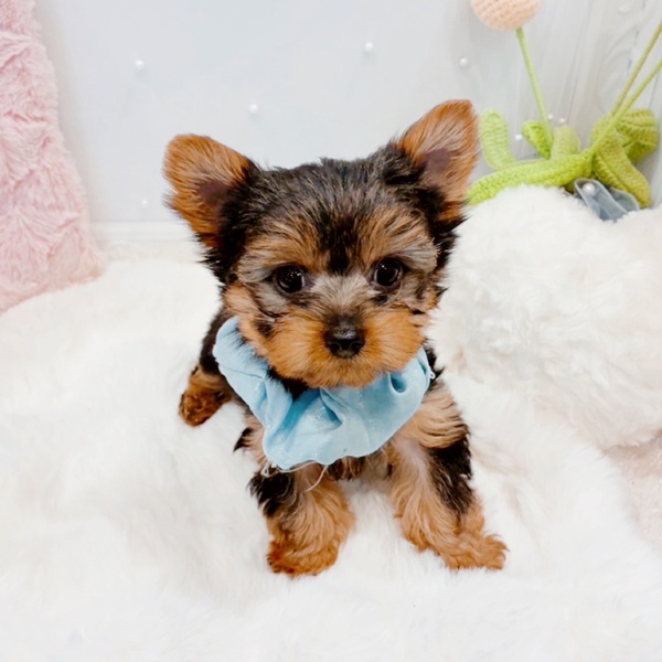 ヨークシャーテリア男の子の写真