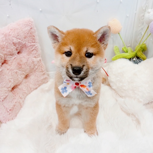 柴犬女の子の写真