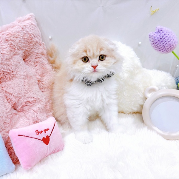 福井県のスコティッシュフォールド (犬の家＆猫の里福井店/2025年9月24日生まれ/男の子/クリームタビーホワイト)の子猫の1枚目の画像