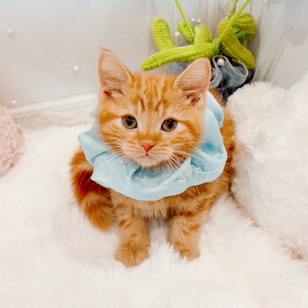 アメリカンショートヘア男の子の写真