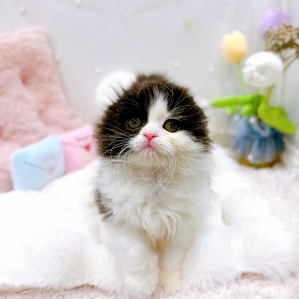 福井県のスコティッシュフォールド (犬の家＆猫の里福井店/2025年9月28日生まれ/女の子/ブラックホワイト)の子猫の1枚目の画像