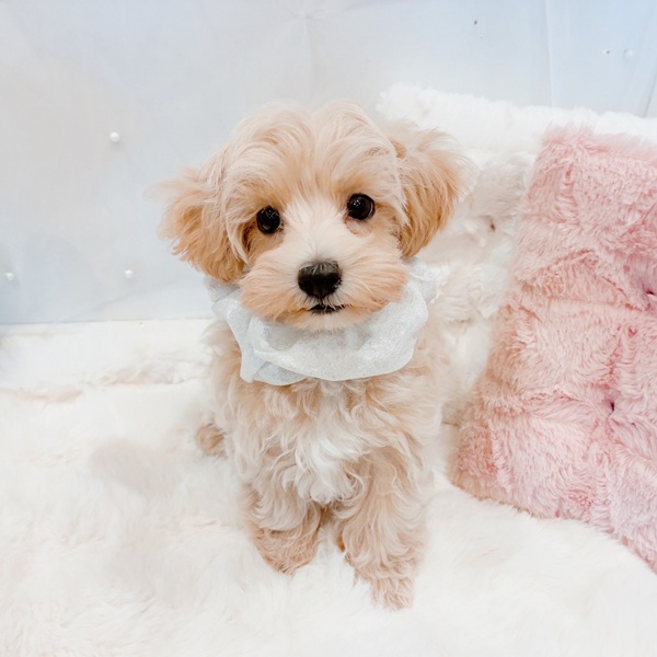 福井県のマルプー(マルチーズ×プードル) (犬の家＆猫の里福井店/2025年10月14日生まれ/男の子/アプリコット)の子犬の2枚目の画像