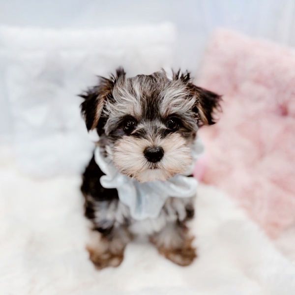 福井県のマルキー/マルヨーキー(マルチーズ×ヨークシャーテリア) (犬の家＆猫の里福井店/2025年10月19日生まれ/男の子/ブラックタン)の子犬の2枚目の画像