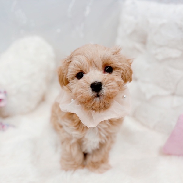 福井県のマルプー(マルチーズ×プードル) (犬の家＆猫の里福井店/2025年10月19日生まれ/女の子/クリーム)の子犬の2枚目の画像