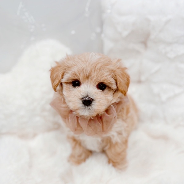 福井県のマルプー(マルチーズ×プードル) (犬の家＆猫の里福井店/2025年10月20日生まれ/女の子/アプリコット)の子犬の1枚目の画像