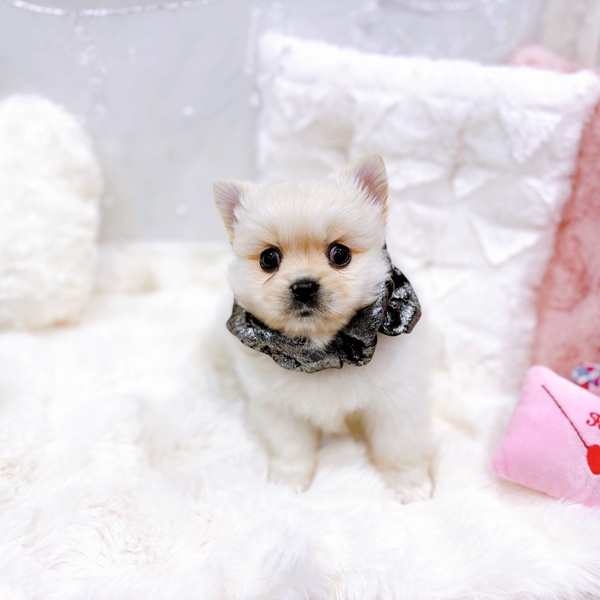 福井県のペキポメ/ポメペキ(ペキニーズ×ポメラニアン) (犬の家＆猫の里福井店/2025年10月21日生まれ/男の子/クリーム)の子犬の2枚目の画像