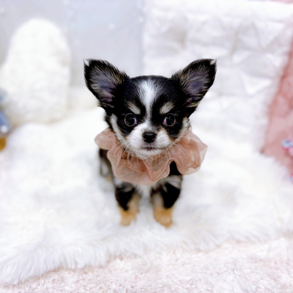 福井県のチワワ(ロング) (犬の家＆猫の里福井店/2025年10月20日生まれ/女の子/ブラックタンホワイト)の子犬の1枚目の画像