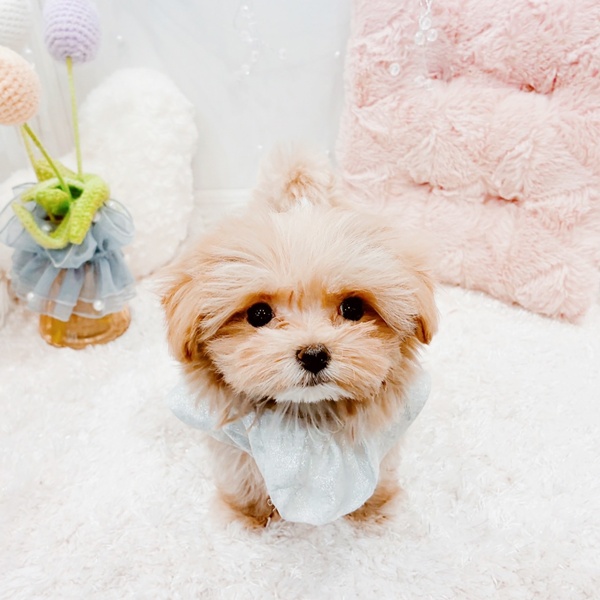 福井県のマルプー(マルチーズ×プードル) (犬の家＆猫の里福井店/2025年10月22日生まれ/男の子/アプリコット)の子犬の2枚目の画像