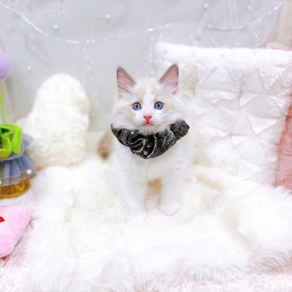 福井県のラグドール (犬の家＆猫の里福井店/2025年10月22日生まれ/男の子/ブルーポイントバイカラー)の子猫の1枚目の画像