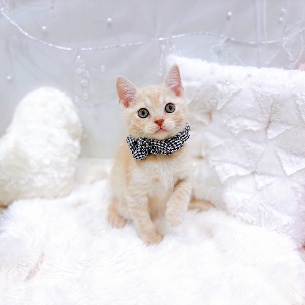 福井県のスコティッシュストレート (犬の家＆猫の里福井店/2025年10月21日生まれ/男の子/クリームタビー)の子猫の2枚目の画像