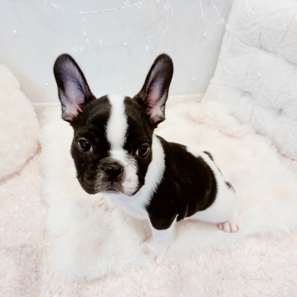 福井県のフレンチブルドッグ (犬の家＆猫の里福井店/2025年10月25日生まれ/女の子/パイド)の子犬の2枚目の画像