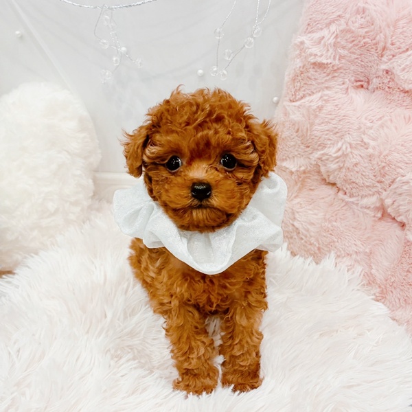 福井県のトイプードル(タイニー) (犬の家＆猫の里福井店/2025年10月28日生まれ/男の子/レッド)の子犬