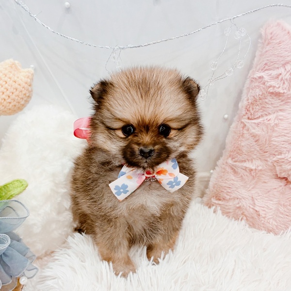 福井県のポメラニアン (犬の家＆猫の里福井店/2025年10月28日生まれ/女の子/オレンジセーブル)の子犬